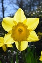 Yellow Narcissus