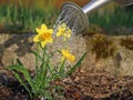 Yellow narcissus plant with water drops from watering can. watering first spring flowers Royalty Free Stock Photo