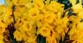 yellow Narcissus pseudonarcissus (binomial name) wild daffodil or Lent lily Royalty Free Stock Photo