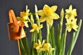 Yellow Narcissus with small orange Watering Can Royalty Free Stock Photo