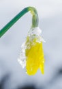 yellow narcissus in snow Royalty Free Stock Photo