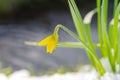 yellow narcissus in snow Royalty Free Stock Photo