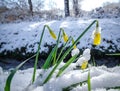 yellow narcissus in snow Royalty Free Stock Photo