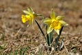 Yellow narcissus Royalty Free Stock Photo