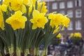 Yellow narcissus on the street