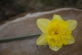 Yellow narcissus on wood