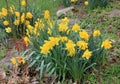Yellow narcissuses