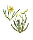 Yellow narcissuses with buds and leaves watercolor illustration isolated on white background