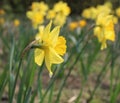 Yellow narcissuses in a garden
