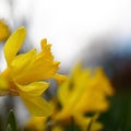 Yellow narcissuses in a square.