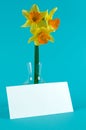 Yellow narcissuses in vase with card Royalty Free Stock Photo