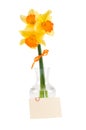 Yellow narcissuses in vase and card with decorati Royalty Free Stock Photo