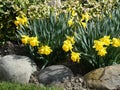 Yellow narcissuses