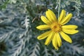 Yellow narrow-leaves ragwort flower in nature