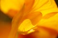 Yellow nasturtium Royalty Free Stock Photo