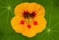 Yellow nasturtium flower