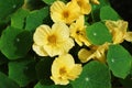 Yellow nasturtium flowers in the garden Royalty Free Stock Photo