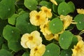 Yellow nasturtium flowers in the garden. Tropaeolum flower plant Royalty Free Stock Photo