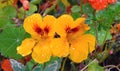 Yellow Nasturtium Tropaeolum flowers with dew drops