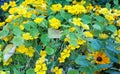 Yellow nasturtiums Royalty Free Stock Photo