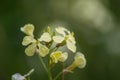 Yellow Native flower Royalty Free Stock Photo