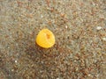 Yellow natural amber on sea sand, Lithuania Royalty Free Stock Photo