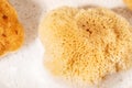 Yellow Natural bath or cleaning sea sponge texture with foam. Royalty Free Stock Photo