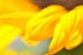 Yellow nature background, bright yellow blurred background