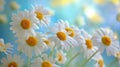 White daisies blooming on a blue background Royalty Free Stock Photo