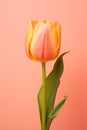 Yellow nature bouquet tulip bloom plant beauty spring flower floral leaf red blossom Royalty Free Stock Photo