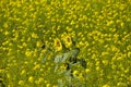 Yellow in nature, field/meadow with thousands of yellow flowers