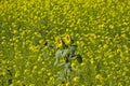 Yellow in nature, field/meadow with thousands of yellow flowers