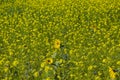 Yellow in nature, field/meadow with thousands of yellow flowers