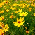 Yellow Nature flower fragility petal Royalty Free Stock Photo