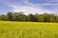 Yellow in nature, forest edge in front of field with thousands of yellow flowers Royalty Free Stock Photo