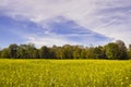 Yellow in nature, forest edge in front of field with thousands of yellow flowers Royalty Free Stock Photo