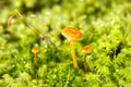 Yellow Navel in a micro forest