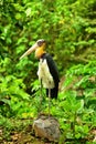 Yellow neck stork