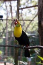 Yellow Neck Toucan with grape in it`s beak