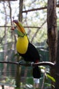 Yellow Neck Toucan with open beak