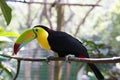 Yellow Neck Toucan