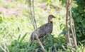 Yellow-necked Francolin Pternistis leucoscepus in Dense Brush Royalty Free Stock Photo