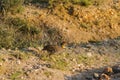 Yellow-necked Francolin Pternistis leucoscepus spurfowl Royalty Free Stock Photo