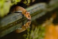 Yellow-necked mouse, Apodemus flavicolis, drinking water in the forest, animal in the nature habitat, Hungary