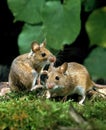 Yellow Necked Mouse, apodemus flavicollis Royalty Free Stock Photo