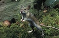 Yellow Necked Mouse, apodemus flavicollis, Adult standing on Hind Legs