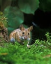 Yellow Necked Mouse, apodemus flavicollis, Adult standing on Moss Royalty Free Stock Photo