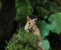 Yellow Necked Mouse, apodemus flavicollis, Adult standing on Moss Royalty Free Stock Photo