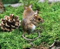 Yellow Necked Mouse, apodemus flavicollis, Adults standing on Moss Royalty Free Stock Photo