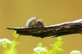 Yellow-necked mouse Apodemus flavicollis is cute